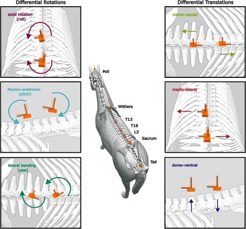 Differential rotational and translational movements along the thoraco-lumbo-sacral spine of load and non-load pulling military and police horses walking and trotting on hard and soft surfaces