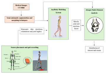 Biomechanical Modeling and Simulation of the Knee Joint: Integration of AnyBody and Abaqus
