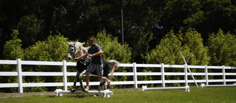World’s first 3D inertial motion capture of a horse in motion