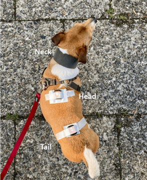 Canine Clinical Gait Analysis for Orthopedic and Neurological Disorders: An Inertial Deep-Learning Approach