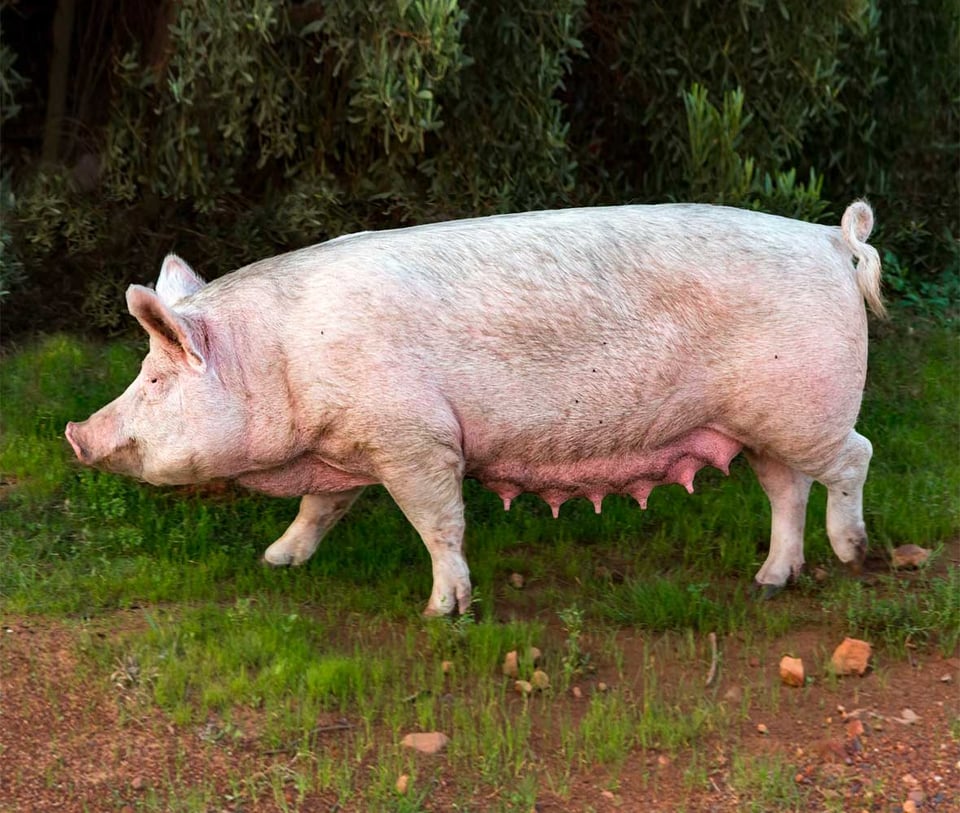 Piug-in-field-with-hedgesjpg