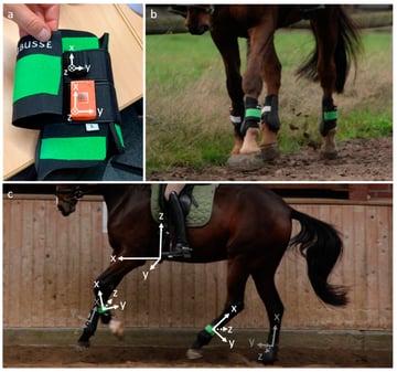 Applying Multi-Purpose Commercial Inertial Sensors for Monitoring Equine Locomotion in Equestrian Training