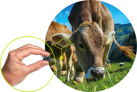 Animal-Monitoring-Solutions Animal-Monitoring-Solutions